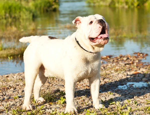 White English bulldog in the pond — Stock Photo, Image