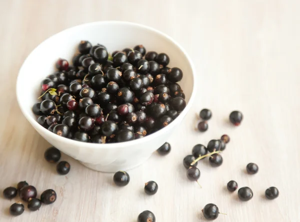 Black currant berries in white plate, soft focus — Stock Photo, Image