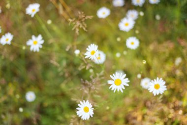 Doğal arka plan bulanık, papatyalar bir alanda