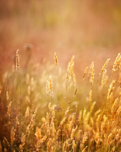 Gouden spikes op de achtergrond van de weg, beeld wazig — Stockfoto