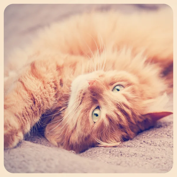 Divertido rojo gato durmiendo —  Fotos de Stock