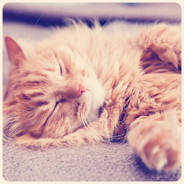 Funny ginger cat sleeping — Stock Photo, Image