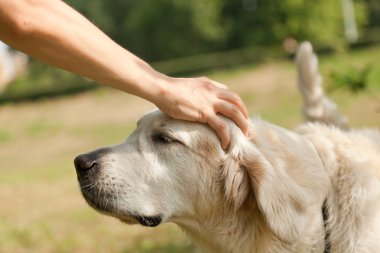 şirin golden retriever ve ana el