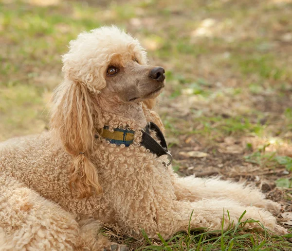 Portrait of a funny poodle lying on grass — Stock Photo, Image