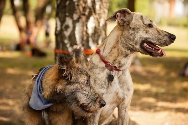 Iki komik cins köpeklere Park karışık. — Stok fotoğraf