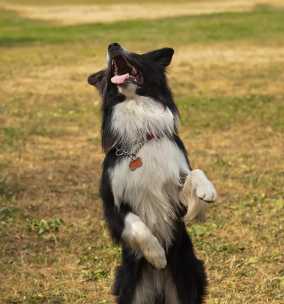 Blanco y negro Border Collie Frisbee. Deportes caninos . —  Fotos de Stock