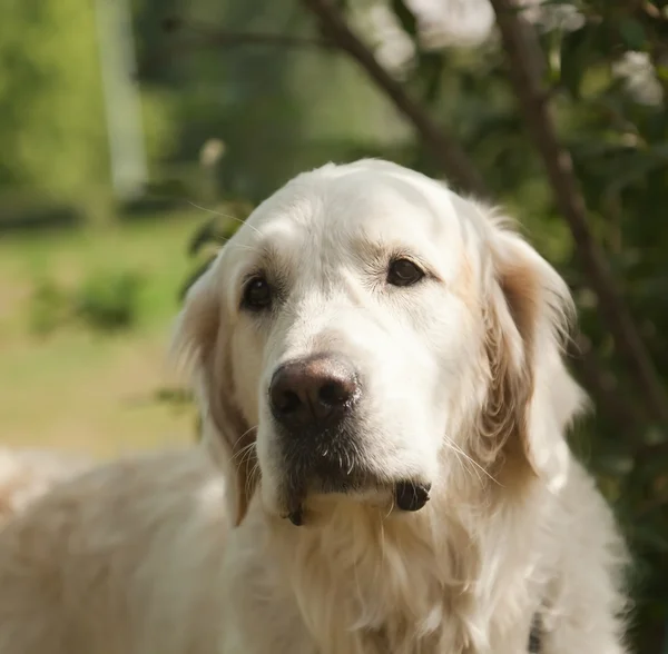 Cute labrador retriever, close-up. in de zachte focus. — Stockfoto