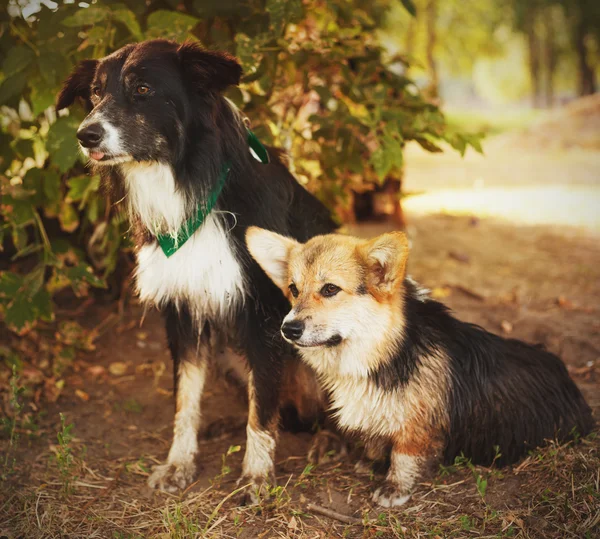 Twee schattige honden in het park. We zijn vrienden voor altijd. Welsh corgi een — Stockfoto