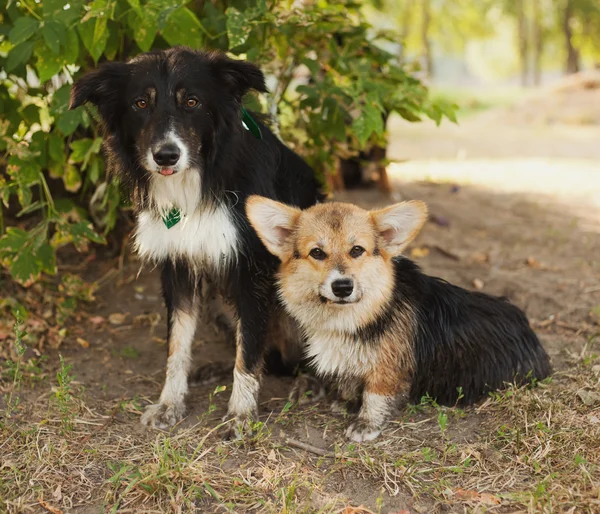 Border collie corgi Stock Photos, Royalty Free Border collie corgi Images |  Depositphotos