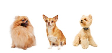 Pomeranian, chihuahua ve beyaz izole yorkshire korkunç 