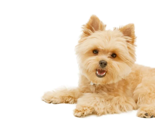 Yorkshire terrier isolé sur fond blanc — Photo