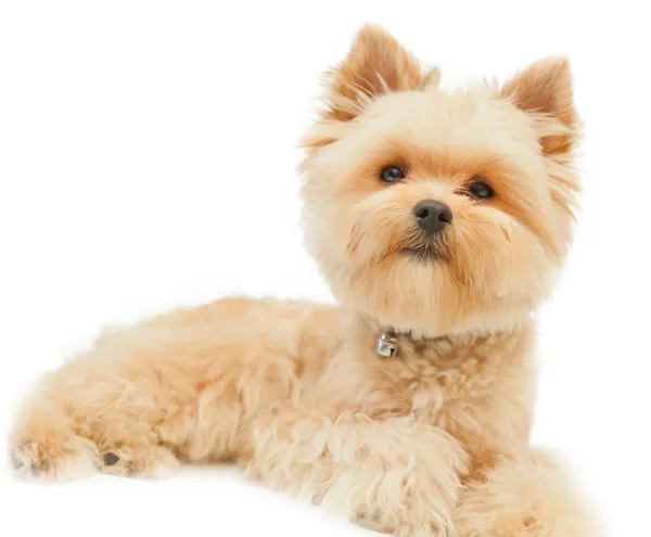 Yorkshire terrier isolé sur fond blanc — Photo