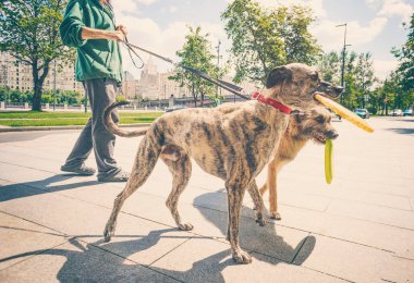 Şehirde tasmayla yürüyen iki köpek ağızlarında frizbi diski tutuyor.