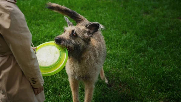 Dişleriyle uçan bir disk tutan köpek parkın sahibiyle yürüyor. — Stok fotoğraf