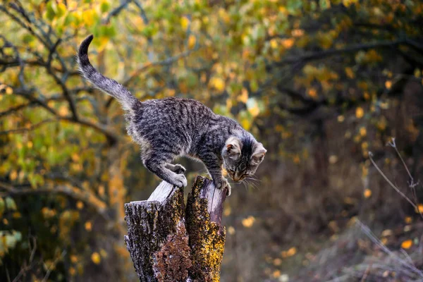 Prachtig grijs katje zittend op een boomstronk in het bos — Stockfoto