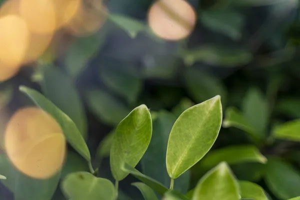 Hojas verdes frescas de cerca con bokeh soleado, hermoso fondo natural y textura —  Fotos de Stock