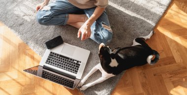 Basenji köpeği ve dizüstü bilgisayarı yukarıdan gören gri bir halıda. Lotus pozisyonunda oturan kadın evinde çalışıyor.