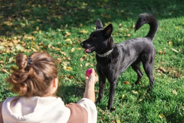 Eine Junge Frau Spielt Einem Herbsttag Mit Ihrem Hund Hinterhof — Stockfoto