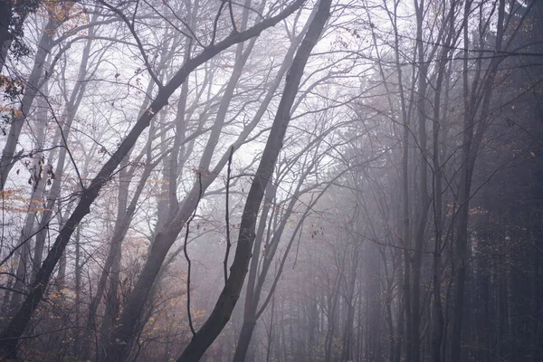 美丽的大气神秘的秋天风景 雾蒙蒙的森林中的树干 — 图库照片