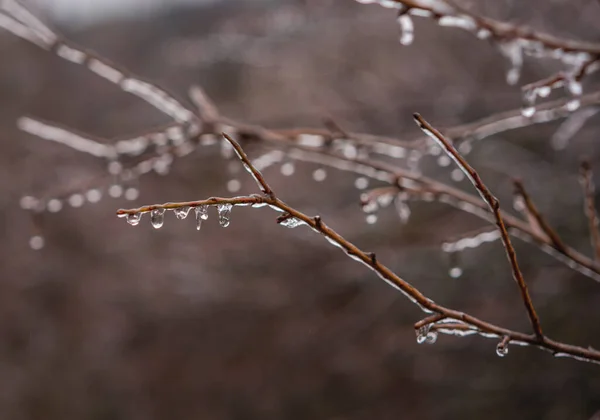 Krásné přírodní pozadí a tektura, zamrzlé kapky deště na holých větvích, svěžest a čistota — Stock fotografie