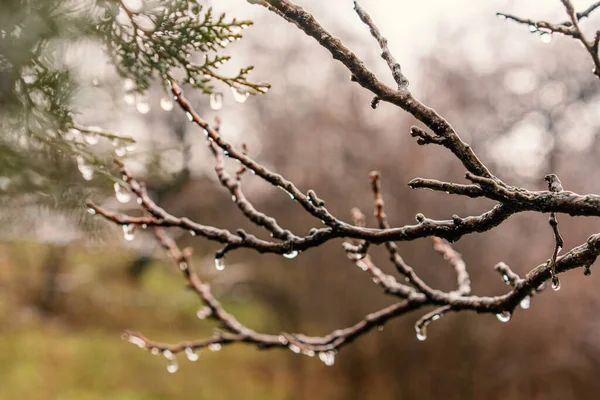 美しい自然背景とテクチュラ、裸の枝の凍結雨滴、新鮮さと清潔感の概念 — ストック写真