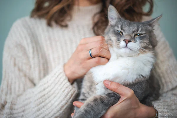 Mooi Pluizig Grijs Kat Huisdier Met Gele Ogen Zittend Armen — Stockfoto