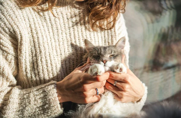 Beautiful Funny Fluffy Sleepy Gray Cat Arms Owner Warm Sweater — стоковое фото