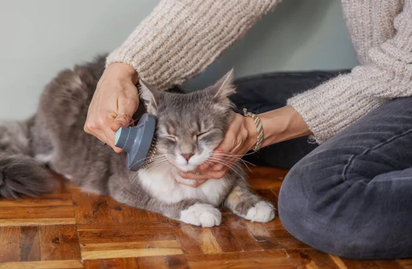 Кошачья Расческа Расческа Животных Человеческая Рука Расчесывает Кошачьи Волосы — стоковое фото