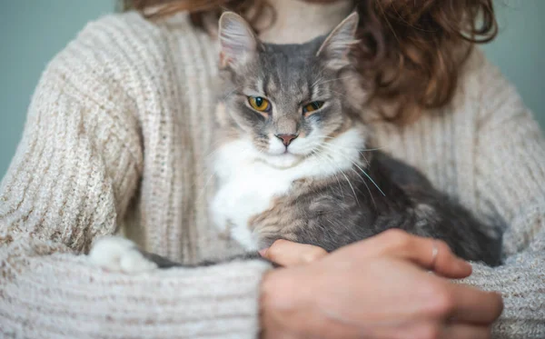 Beautiful Fluffy Gray Cat Pet Yellow Eyes Sitting Arms — стоковое фото