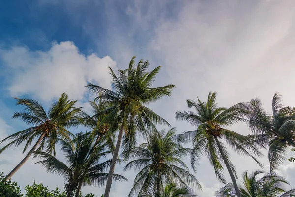 Beautiful Tropical Landscape Tall Coconut Trees Background Blue Sky Clouds — Foto de Stock