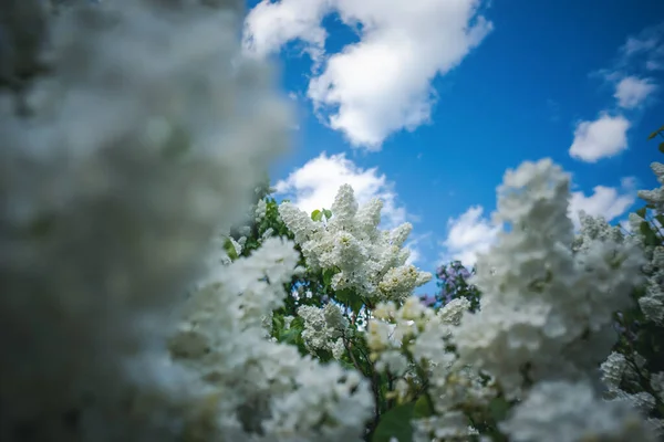 Blommig fjäder ljus tapet bakgrund, vit syren mot en blå himmel med moln — Stockfoto