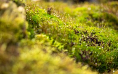 Su yeşil yosunlara damlıyor, soyut doğal arkaplan. Seçici odaklı resim