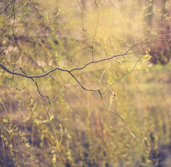 Hermoso fondo abstracto de primavera, follaje joven fresco en un árbol a la luz del sol suave — Foto de Stock