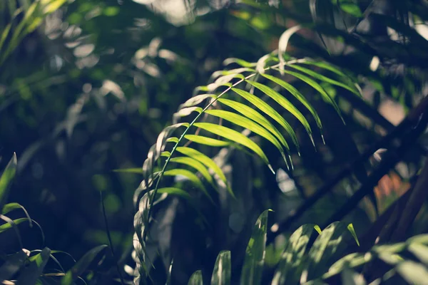 Свежий зеленый лист пальмы на солнце, красивый тропический фон — стоковое фото