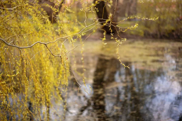 美丽的抽象的春天背景，在柔和的阳光下，池塘公园里的树上新鲜的嫩叶 — 图库照片