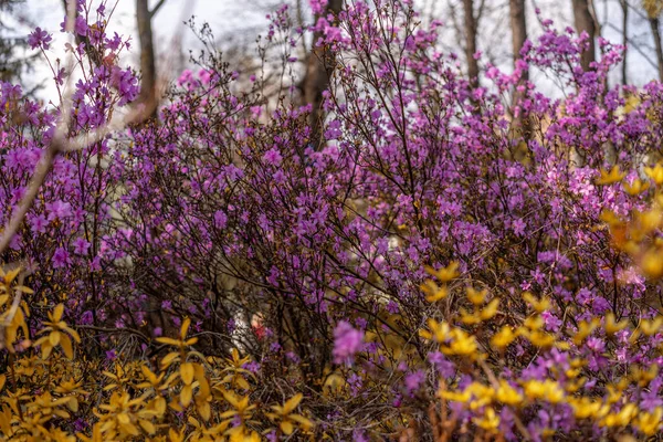 Bloeiende lentetuin. Boom met roze bloemen. Mooie natuurlijke achtergrond — Stockfoto