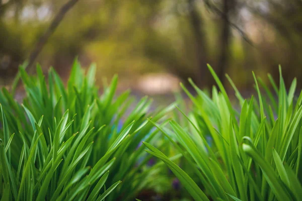 Bladeren van vers groen gras in het voorjaarspark. Mooie natuurlijke abstracte achtergrond — Stockfoto