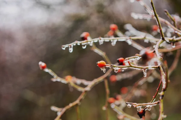 Frozen Drops Rosehip Branch Berries Beautiful Natural Background — Stock Photo, Image