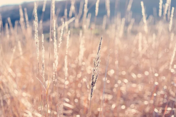 Fundo Natural Spikelets Grama Amarela Seca Campo Imagem Com Foco — Fotografia de Stock