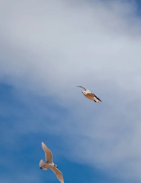 Zwei Fliegende Möwen Blauen Himmel Mit Weißen Wolken Schöne Landschaft — Stockfoto