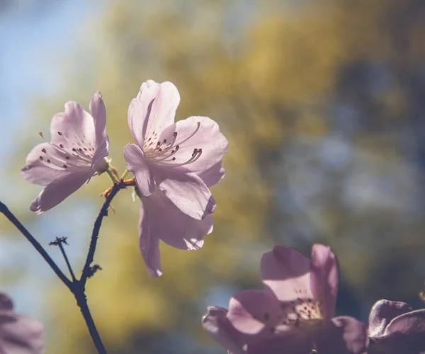 Piękne Wiosenne Tło Kwitnące Drzewo Delikatnymi Różowymi Kwiatami — Zdjęcie stockowe