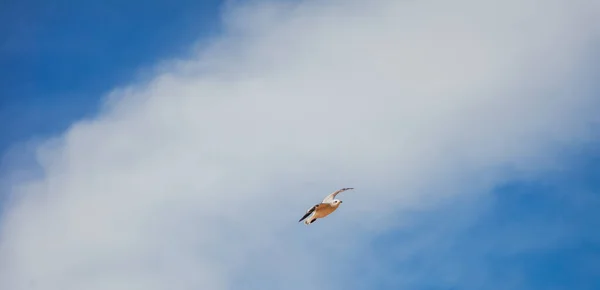 Jedna latająca mewa na błękitnym niebie z białymi chmurami, piękny krajobraz. Format banera — Zdjęcie stockowe