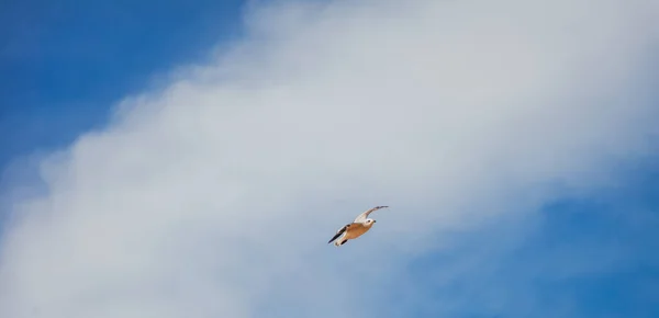 Eine fliegende Möwe am blauen Himmel mit weißen Wolken, schöne Landschaft. Banner format — Stockfoto