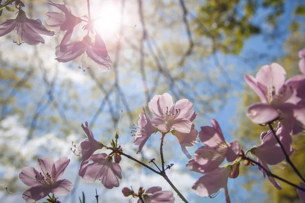 Mooie lente achtergrond, bloeiende boom met delicate roze bloemen — Stockfoto