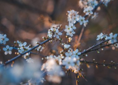 Apricot tree in bloom. Spring seasons time of year. White flowers of apricot tree
