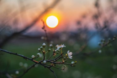 Blooming spring tree with white flowers in the warm light of the setting sun.