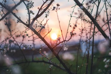 Blooming spring tree with white flowers in the warm light of the setting sun.
