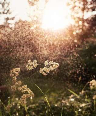 Many dew drops glow and sparkle in sun in morning fresh wet grass in nature. Beautiful bokeh circles.