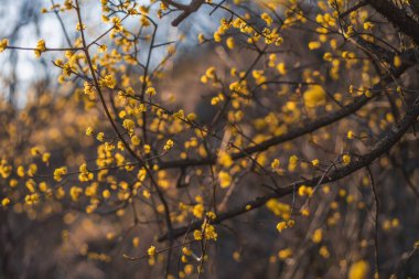 Mimosa tree blooming with bright yellow flowers, bright nature spring background