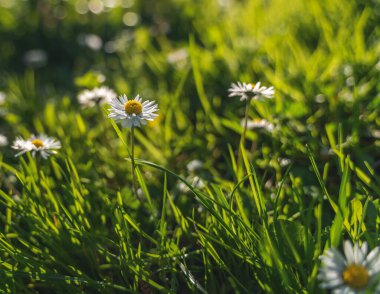 Summer spring nature background. White daisies in bright green grass